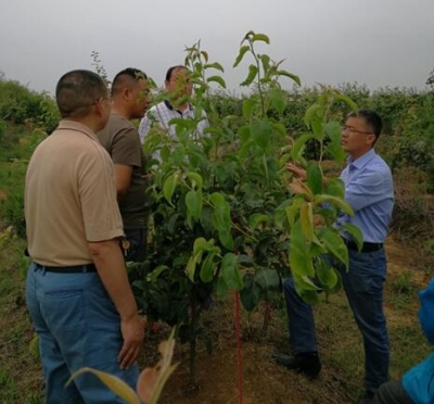 省农科院果树专家杨夫臣博士到市农业局帮扶孙店村指导梨树生产