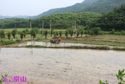 京山杨集镇：初夏稻田插秧忙