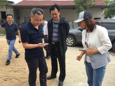 省农业厅督导组来荆督导小麦抢收工作