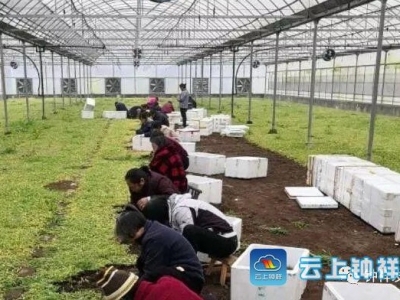 钟祥丨土里刨出“金娃娃” 