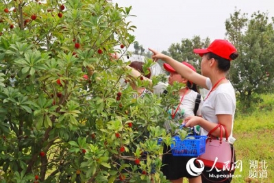 浙江杨梅 香飘钟祥