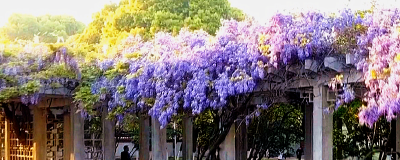 春瞰荆门·紫藤花开