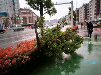 致敬！风雨中的他们让城市更美丽