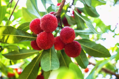 6月18日10点直播|《现在嘎事》公益乡村行 走进漳河为园杨梅种植基地