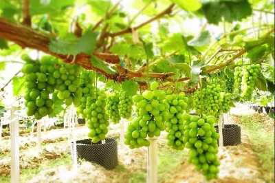 荆视频直播| 《现在嘎事》公益乡村行---8月30日走进铜钱山水库看看“葡萄中的爱马仕”