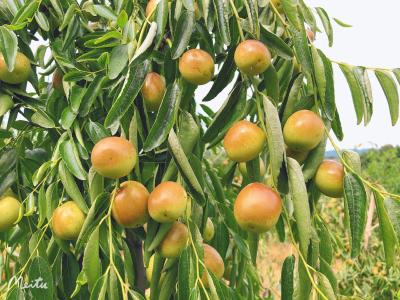 荆视频直播|9月17日《现在嘎事》--京河枣园冬枣挂高枝，等待被采购