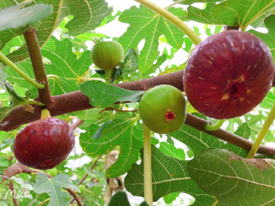 荆视频直播|10月14日《现在嘎事》冷水镇朱家榜无花果采摘园，等你来围观！
