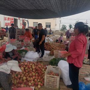 荆门屈家岭：鲜桃丰收采摘忙，丰收场景惹人醉